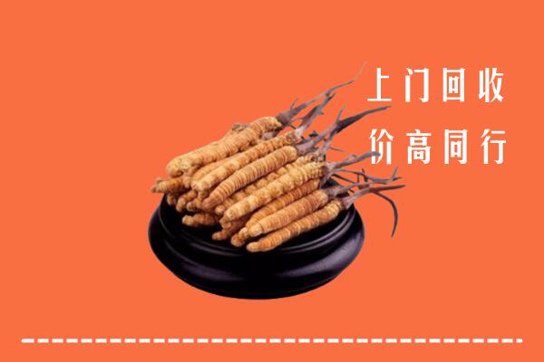 收购行情：川汇区冬虫夏草回收多少钱每克